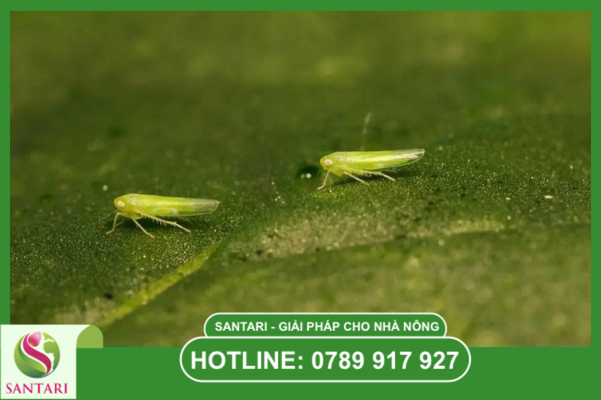 Tại sao rầy xanh ngày càng khó trị?