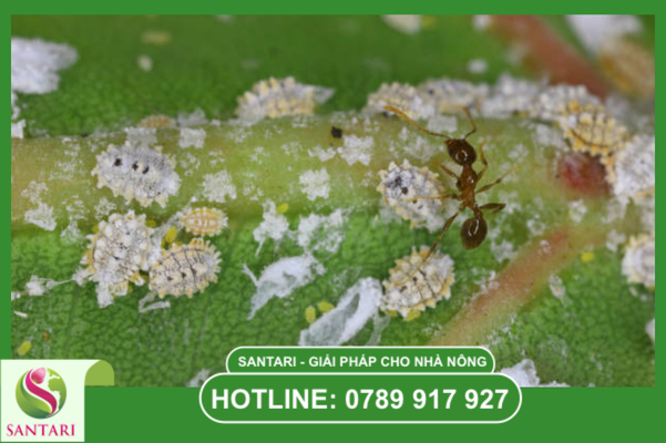 Câu hỏi thường gặp (FAQ)