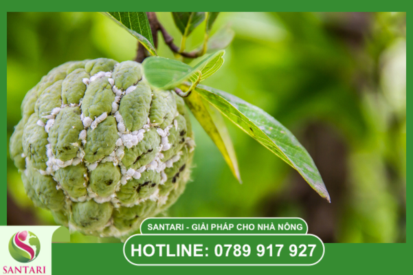 Khái niệm về "Giáp sáp" kỵ nước của rệp sáp