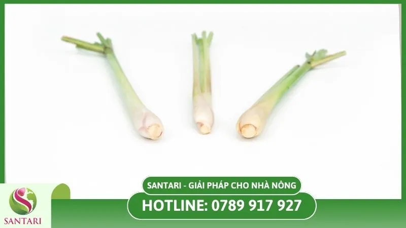 Cách trồng sả đạt năng suất
