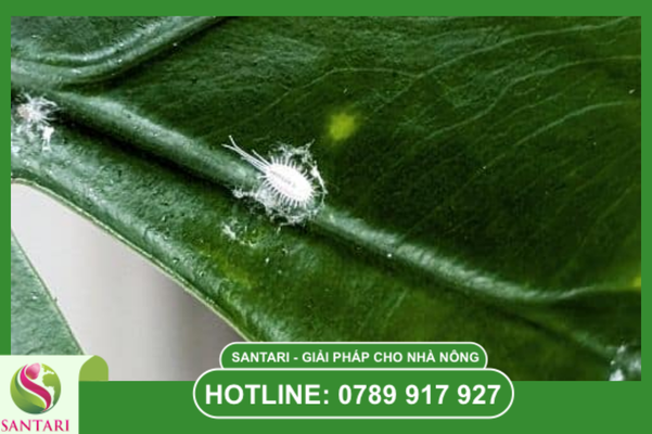 Phác đồ Santari: Khi nào cần can thiệp hóa học?