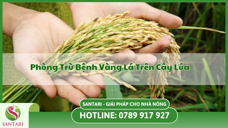Phòng Và Trừ Bệnh Vàng Lá Trên Cây Lúa
