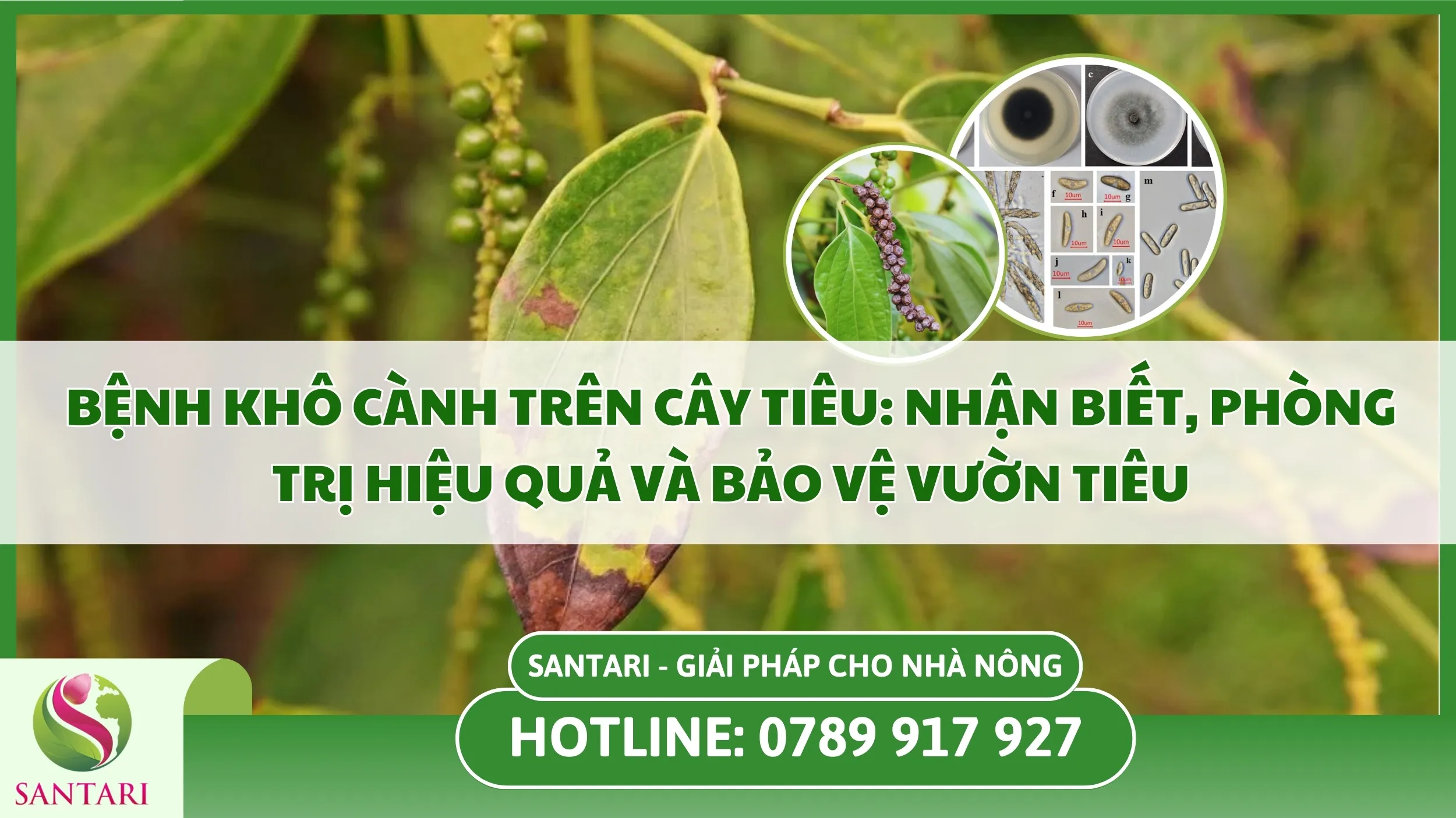 Bệnh Khô Cành Trên Cây Tiêu: Nhận Biết, Phòng Trị Hiệu Quả Và Bảo Vệ Vườn Tiêu