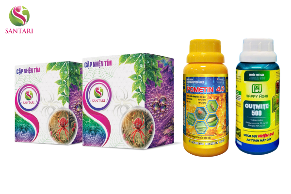 Thông tin chung về sản phẩm Cặp Nhện Tím