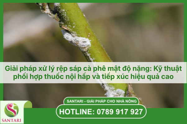 Giải pháp xử lý rệp sáp cà phê mật độ nặng: Kỹ thuật phối hợp thuốc nội hấp và tiếp xúc hiệu quả cao