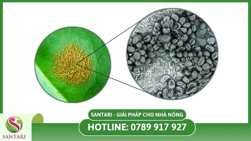 Nấm Hemileia Vastatrix