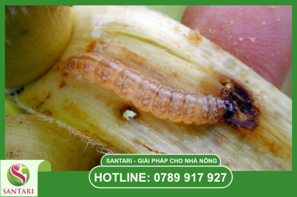 Hiệu quả sinh học vượt trội và Quản lý tính kháng