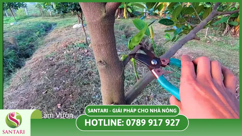 Phòng ngừa bệnh thối quả điều