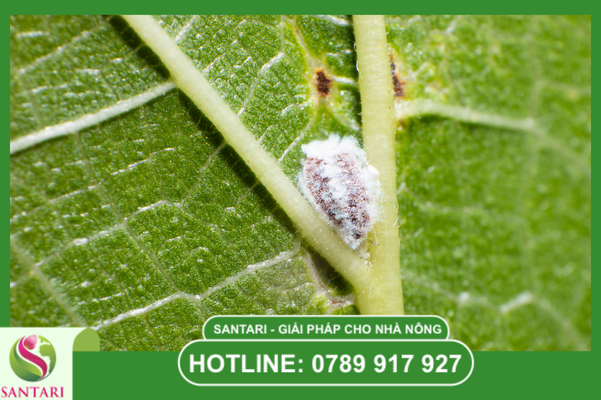 Phác đồ Santari: Truy quét toàn diện rệp sáp