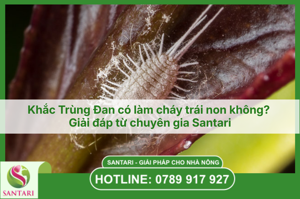 Khắc Trùng Đan có làm cháy trái non không? Giải đáp từ chuyên gia Santari