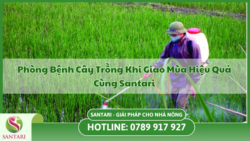 Phòng trừ sâu bệnh chủ động giúp cây an toàn trong mùa mưa