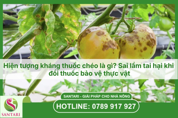 Hiện tượng kháng thuốc chéo là gì? Sai lầm tai hại khi đổi thuốc bảo vệ thực vật