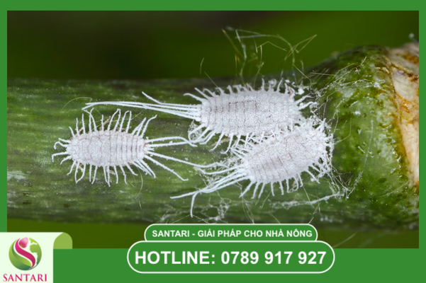 Rệp sáp – "Pháo đài" lỳ lợm trên cây trồng