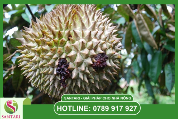 Hướng dẫn sử dụng và Liều lượng chuẩn từ Santari