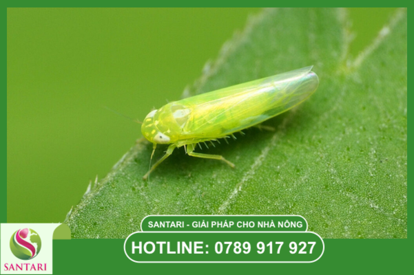 Nỗi lo cháy đọt, rụng lá do rầy xanh sầu riêng trong mùa nắng