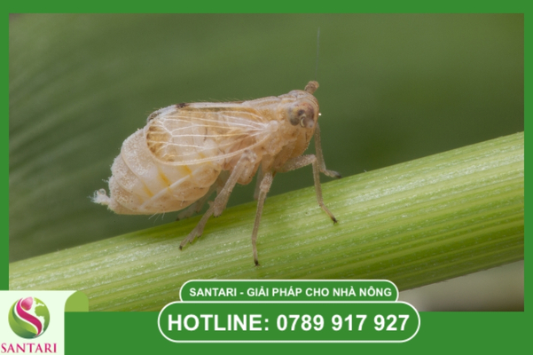 Rầy nâu là gì? Những bí mật về "Sát thủ cánh nâu"