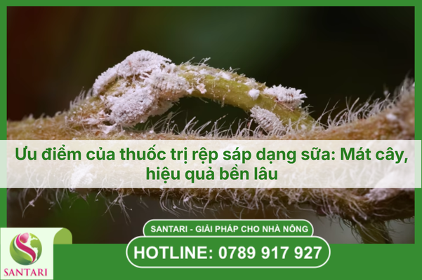 Ưu điểm của thuốc trị rệp sáp dạng sữa: Mát cây, hiệu quả bền lâu