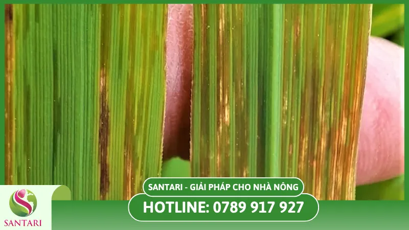 Tác hại của bệnh đốm sọc vi khuẩn trên lúa