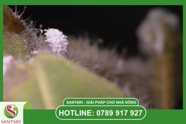 Cơ chế gây hại và "Liên minh vệ sĩ"