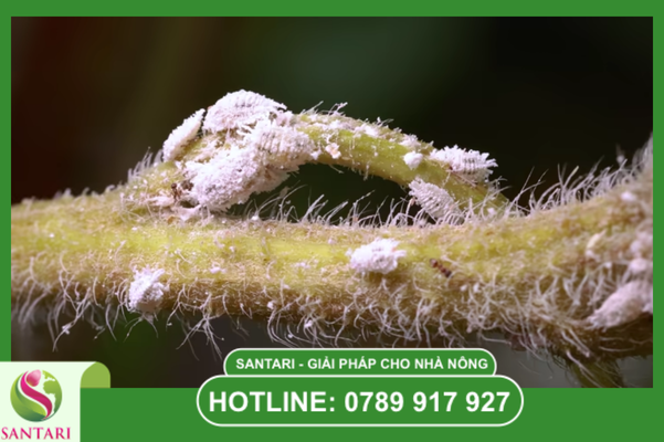 Câu hỏi thường gặp (FAQ)