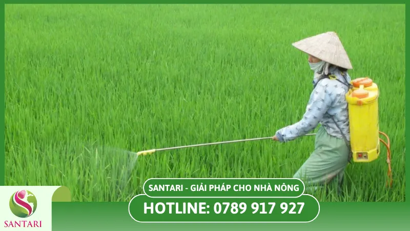 Kỹ thuật chăm sóc vườn sau mưa