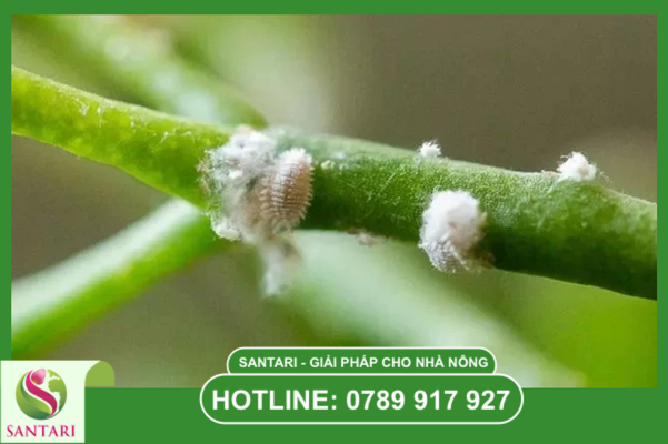 Lựa chọn dạng bào chế và chất trợ lực xuyên thấu