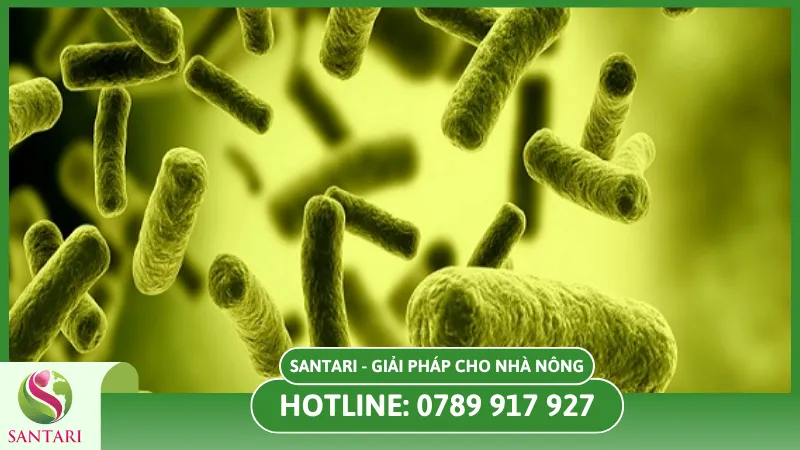  Nguyên nhân gây bệnh thối thân trên cây lúa