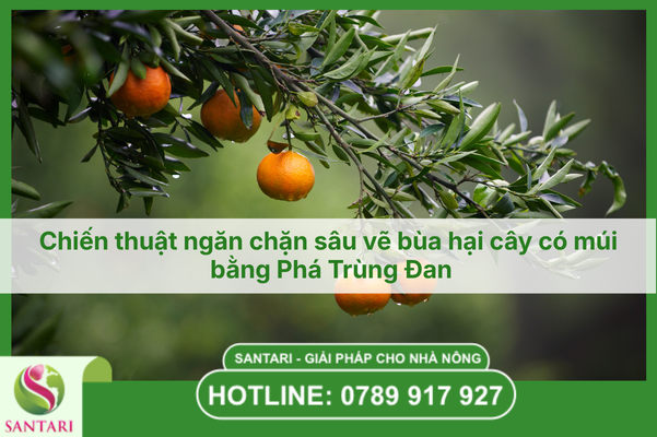 Chiến thuật ngăn chặn sâu vẽ bùa hại cây có múi bằng Phá Trùng Đan