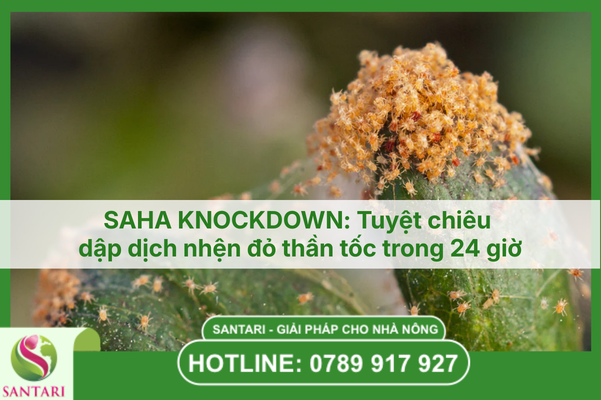 SAHA KNOCKDOWN: Tuyệt chiêu dập dịch nhện đỏ thần tốc trong 24 giờ