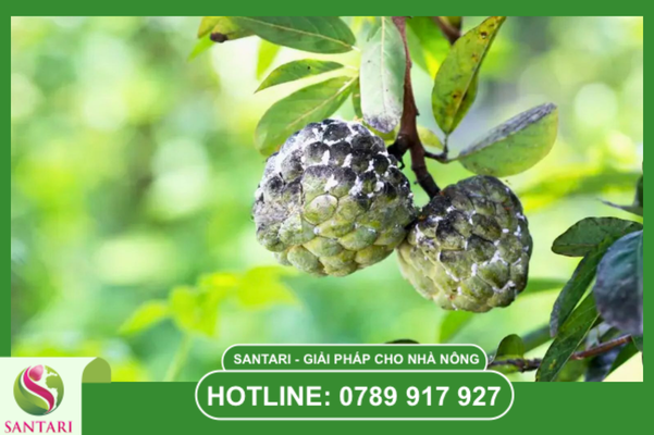 Câu hỏi thường gặp (FAQ)