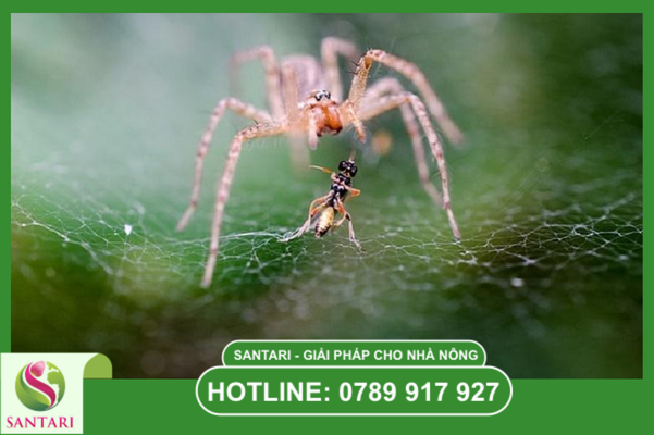 Giải pháp sinh học bền vững: Nhện bắt mồi