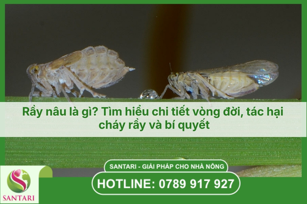 Rầy nâu là gì? Tìm hiểu chi tiết vòng đời, tác hại cháy rầy và bí quyết
