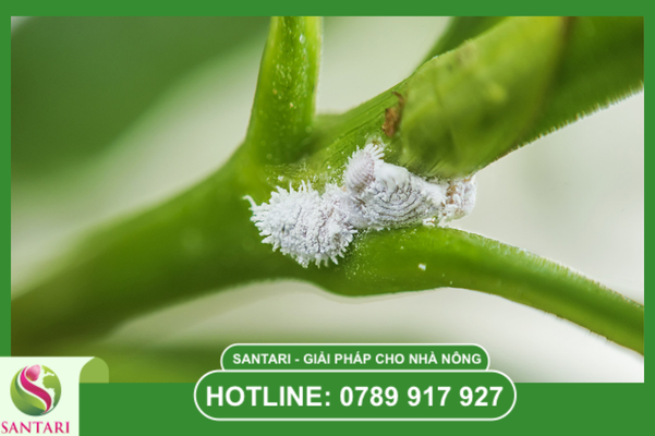 Phác đồ "Nội công - Ngoại kích" từ Santari