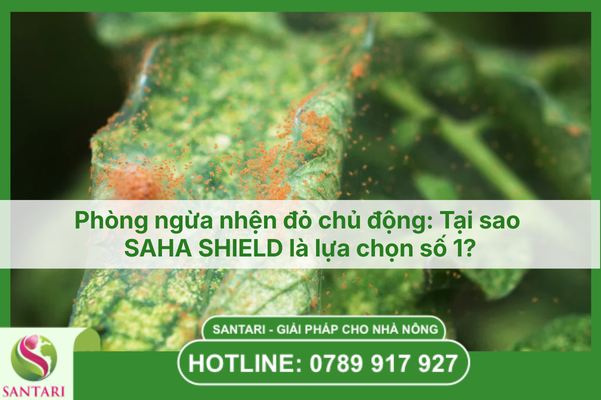 Phòng ngừa nhện đỏ chủ động: Tại sao SAHA SHIELD là lựa chọn số 1?