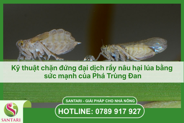 Kỹ thuật chặn đứng đại dịch rầy nâu hại lúa bằng sức mạnh của Phá Trùng Đan