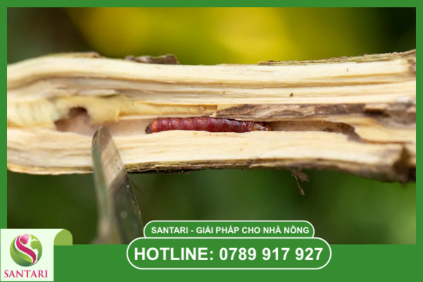 Câu hỏi thường gặp