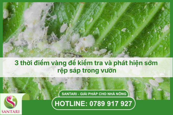 3 thời điểm vàng để kiểm tra và phát hiện sớm rệp sáp trong vườn