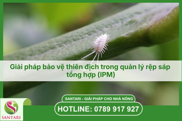 Giải pháp bảo vệ thiên địch trong quản lý rệp sáp tổng hợp (IPM)