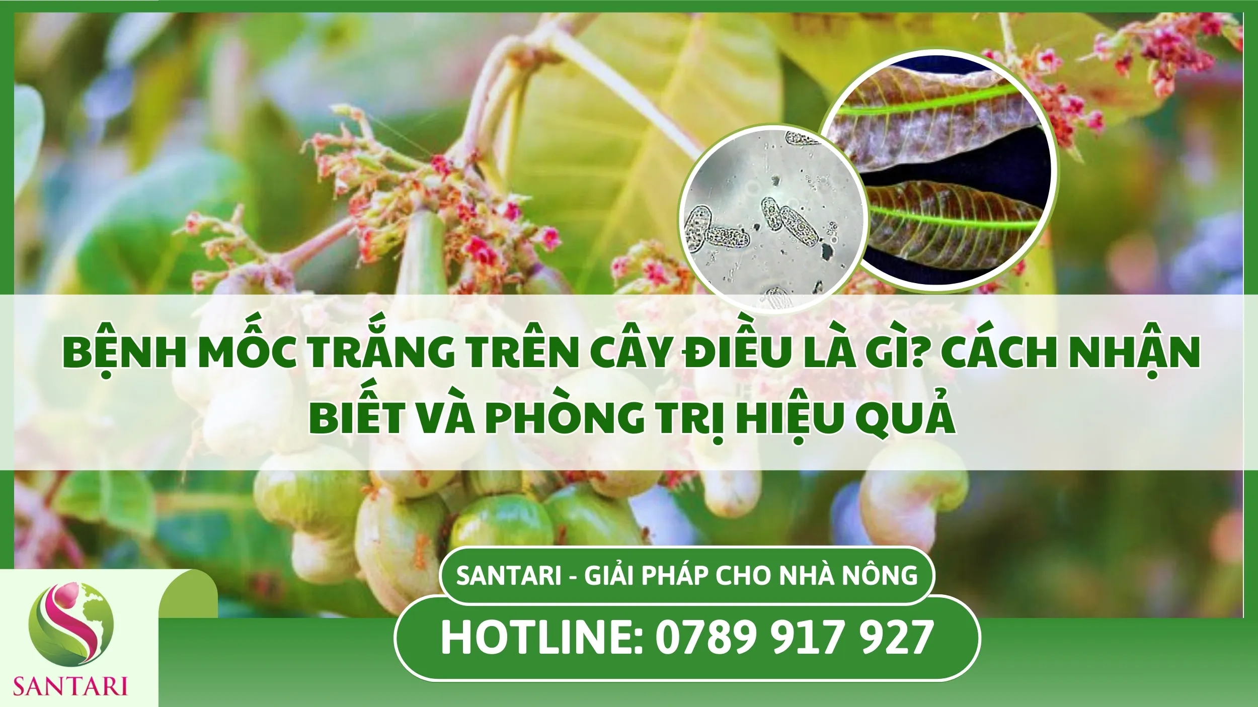 Bệnh Mốc Trắng Trên Cây Điều: Nguyên Nhân, Dấu Hiệu Và Cách Xử Lý Hiệu Quả
