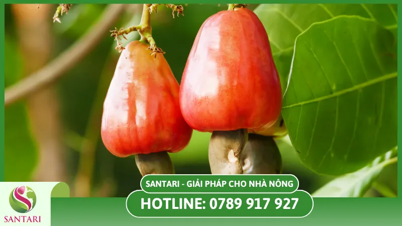 Các biện pháp phòng trừ nấm bệnh ở điều