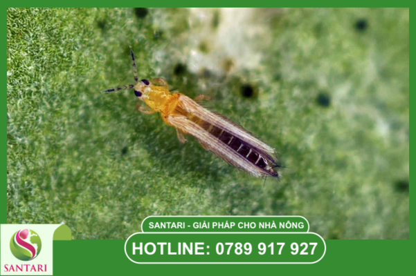 Câu hỏi thường gặp