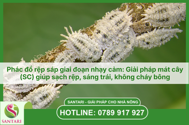 Phác đồ rệp sáp giai đoạn nhạy cảm: Giải pháp mát cây (SC) giúp sạch rệp, sáng trái, không cháy bông