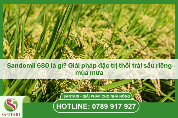 Sandomil 680 là gì? Giải pháp trị thối trái sầu riêng mùa mưa