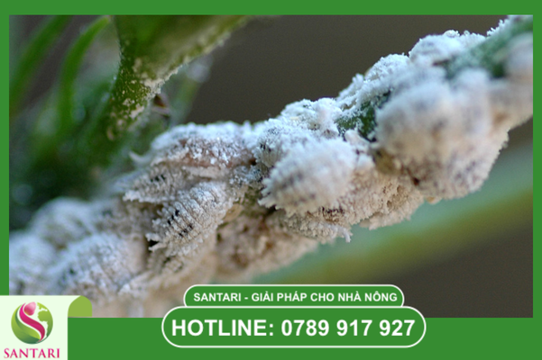 Các biện pháp hỗ trợ vật lý "Đánh thức bộ rễ"