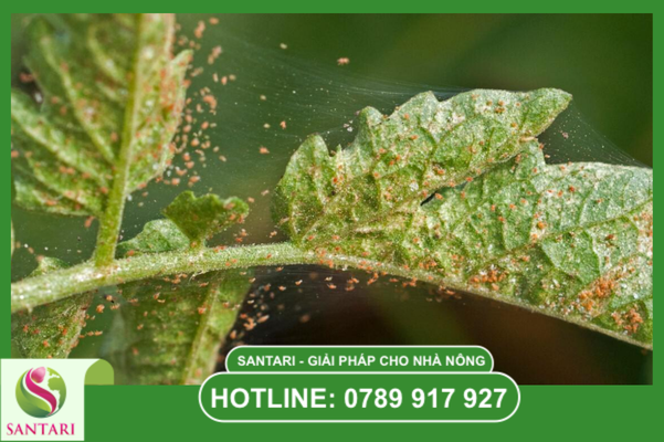 Chiến lược "Tấn công - Kiểm soát - Phòng ngự" (Chu kỳ 8 tuần)