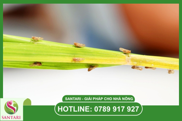 Câu hỏi thường gặp