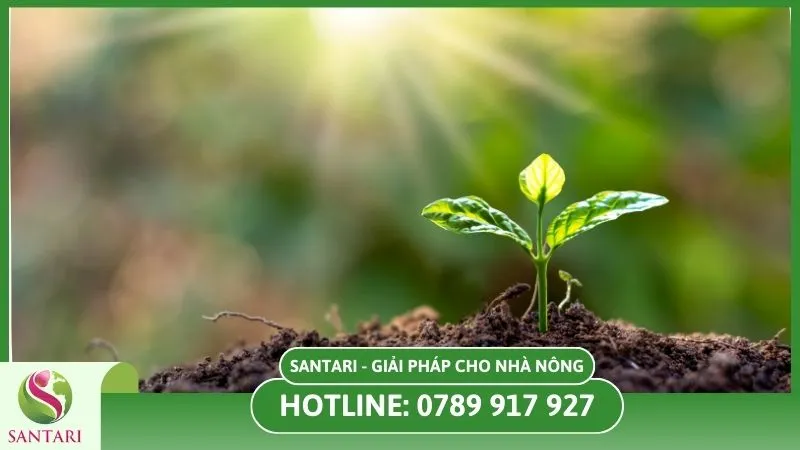 Yếu tố ánh sáng