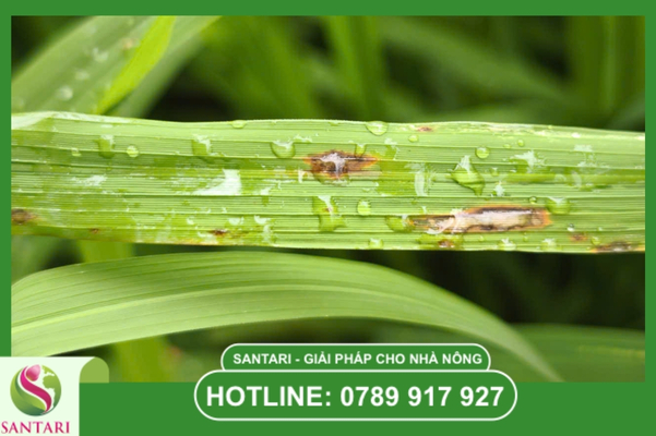 Nguyên nhân và Điều kiện "vàng" để bệnh bùng phát