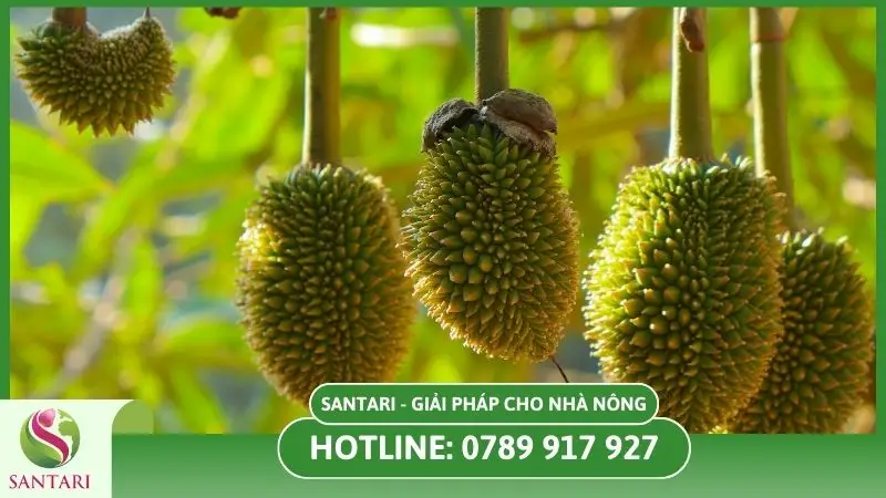 Bệnh đốm lá khiến quả sầu riêng nhỏ