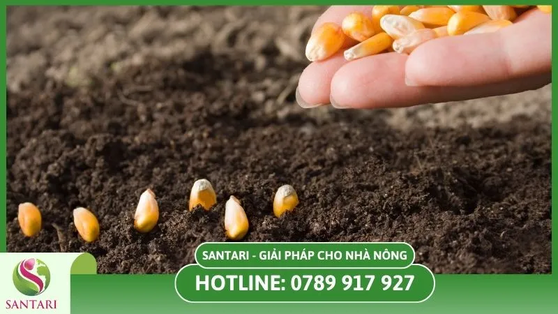 Kỹ thuật gieo hạt bắp